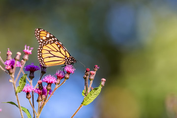 Colorful butterfly on a flowering plant