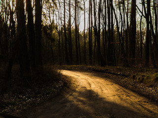 Oświetlona piaskowa droga w środku lasu © Michal