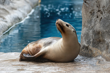 a grey sea lion looking around its pen in a zoo