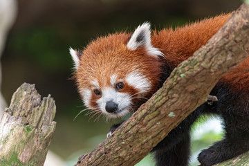 red panda looking all cute in a tree