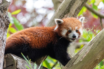 red panda sticking tongue out in a tree