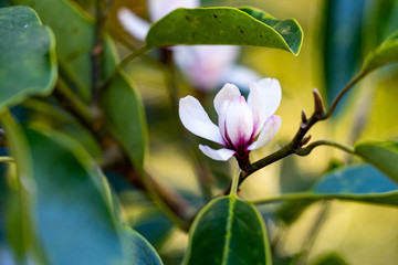 Fototapeta na wymiar Flower of magnolia - Michelia compressa - are bloom in countryside of Nagasaki prefecture, JAPAN.