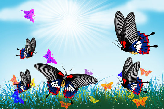 Beautiful common mormon butterflies in flower field