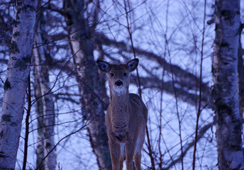 fawn