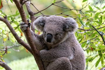 koala bear sits in the old gum tree