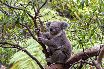 a koala bear sitting in a tree looking for food