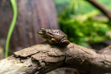 yellow spotted bell frog on a log sitting down