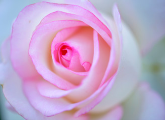 Fototapeta na wymiar Close view of an pink white rose blossom