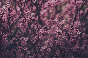 Cherry blossom blooming, selective focus