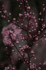 Cherry blossom blooming, selective focus