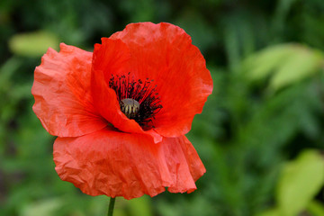 Obraz premium poppy in the field beautiful red flower closeup 