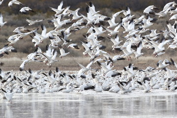 Snow geese  Bosque Del Apache National Wildlife Refuge, New Mexico USA