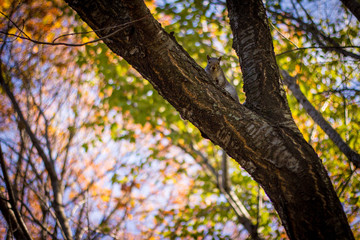 Fototapeta premium squirrel on a tree