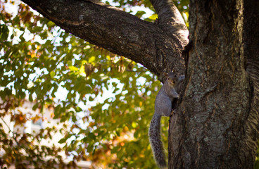 squirrel on a tree