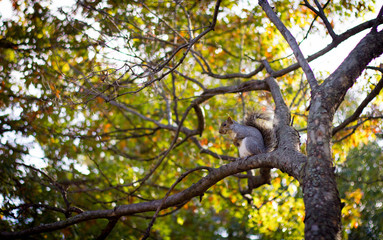 squirrel on a tree