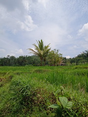 Obraz na płótnie Canvas Side by side coconut tree at the middle of paddy field