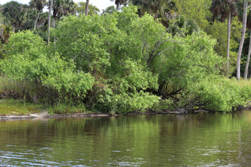 Dense vegetation surrounds the lake growing all the way down to the water.