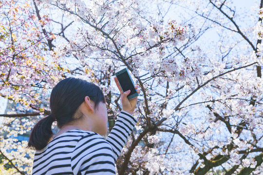 女子　女性　桜　サクラ　春　スマホ　撮る　SNS　シェア　共有　コミュニケーション　人物　日本人