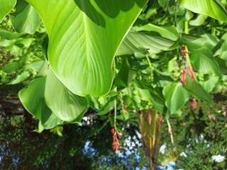 green leaves of tree in the garden