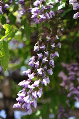 日本庭園の池のほとりで咲く紫色の藤の花（日本の東京　浜離宮恩賜庭園）