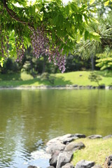 日本庭園の池のほとりで咲く紫色の藤の花の風景（日本の東京　浜離宮恩賜庭園）