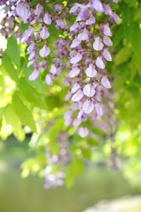 日本庭園の池のほとりで咲く紫色の藤の花（日本の東京　浜離宮恩賜庭園）
