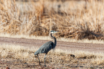 Great Blue Heron Ardea herodias 