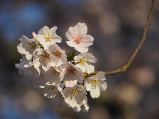 closeup of yoshino cherry blossoms in spring