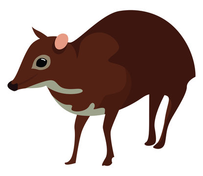 Java mouse deer, illustration, vector on white background