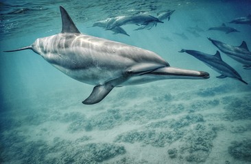 Up Close with a Wild Spinner Dolphin