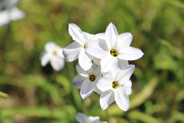 Obraz premium ハナニラの白い花