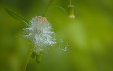 dandelion on green background