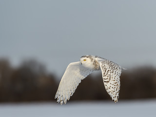 Female Snowy Owl Flying Over Snow Field in Winter