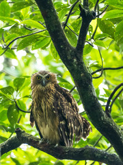 The Buffy Fish Owl also known as the Malay Fish Owl is a medium to fairly large owl with prominent, outward-facing ear-tufts. Scientific name is Ketupa ketupu.