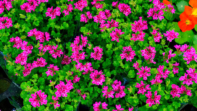 a beautifully blossomed angeleyes randy at a flower shop