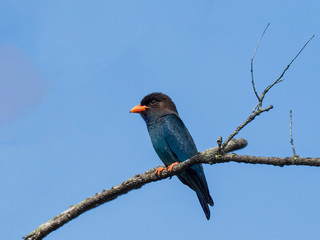 The Oriental Dollarbird is a heavily built, flat-headed dark blue bird with a short bright red bill with a characteristic white circle on each underwing. Scientific name is Eurystomus orientalis.