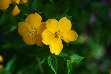 山吹の鮮やかな黄色の花