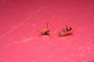 Ant Activity, Oecophylla smaragdina is a colony of ants. ants are large and red in color