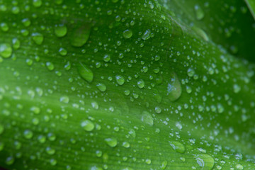 raindrops on a green leaf - closeup