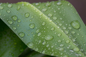 raindrops on a green leaf - macro