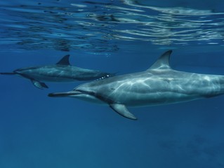 Hawaiian Spinner Dolphin Swims by in Open Water 