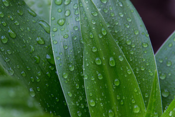 raindrops on a green leaves