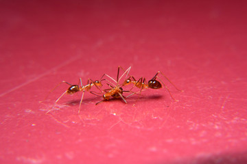 Ant Activity, Oecophylla smaragdina is a colony of ants. ants are large and red in color