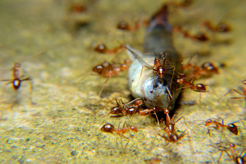 Ant Activity bit a fish, Oecophylla smaragdina is a colony of ants. ants are large and red in color
