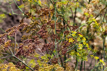 umbrella dill