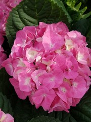 Obraz premium Pink Hydrangea
