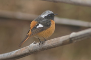 ジョウビタキ。日本では冬鳥、秋早く里山や住宅地の公園などにも渡来する馴染の小鳥。小昆虫やミミズ等主に動物食、稀に暖地では越冬する。雄の背には白い斑点が目立ち美しい事から愛称は「紋付鳥」と呼ばれる。