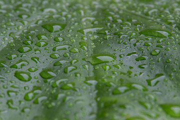 raindrops on a large green leaf - closeup
