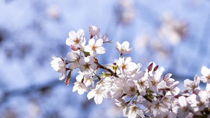 春、青空を背景に咲く満開の桜の花
