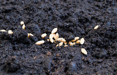 wheat grain